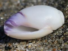 (Purple Olive Snail) ventral