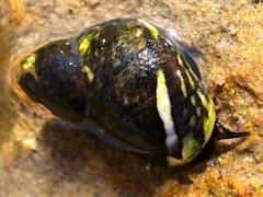 (Eroded Periwinkle) dorsal