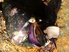 (Eroded Periwinkle) ventral