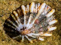 (Lottia Limpet) dorsal