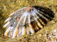 (Lottia Limpet) profile