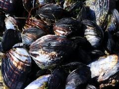 (California Mussel) colony