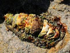 (California Spiny Chiton) back