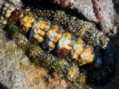 (California Spiny Chiton) dorsal