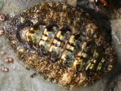 (California Spiny Chiton) upperside