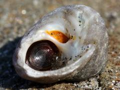 (Gilded Tegula) operculum