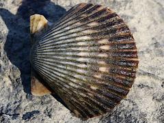 (Pacific Calico Scallop) upperside