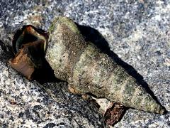 (California Horn Snail) foot