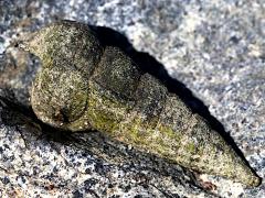 (California Horn Snail) profile