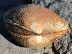 (Pacific Littleneck Clam) dorsal