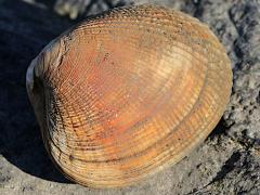 (Pacific Littleneck Clam) profile