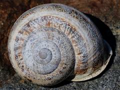 (Milk Snail) dorsal