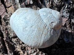 (Speckled Cactussnail) dorsal