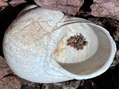 (Speckled Cactussnail) ventral