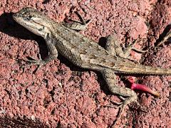 (Western Fence Lizard) dorsal