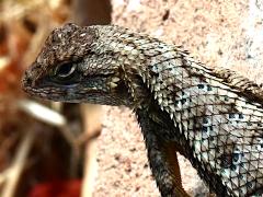 (Western Fence Lizard) profile