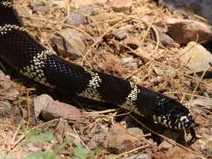 (California Kingsnake) body (California Kingsnake) body