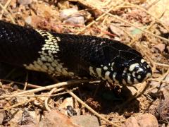 (California Kingsnake) head (California Kingsnake) head