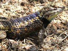 (Desert Spiny Lizard) basking (Desert Spiny Lizard) basking