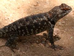(Desert Spiny Lizard) female dorsal (Desert Spiny Lizard) female dorsal