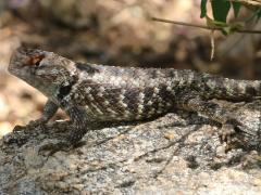 (Desert Spiny Lizard) female profile (Desert Spiny Lizard) female profile