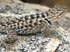 (Desert Spiny Lizard) juvenile (Desert Spiny Lizard) juvenile