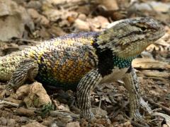 (Desert Spiny Lizard) male front (Desert Spiny Lizard) male front