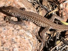 (Western Whiptail) dorsal (Western Whiptail) dorsal