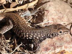 (Western Whiptail) lateral (Western Whiptail) lateral