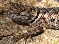 (Desert Spiny Lizard) juvenile dorsal (Desert Spiny Lizard) juvenile dorsal