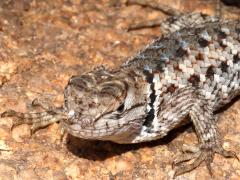 (Desert Spiny Lizard) juvenile frontal (Desert Spiny Lizard) juvenile frontal