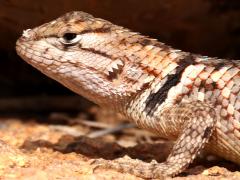 (Desert Spiny Lizard) juvenile lateral (Desert Spiny Lizard) juvenile lateral