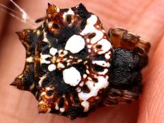 (Asian Spinybacked Orbweaver) female dorsal