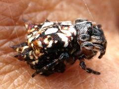 (Asian Spinybacked Orbweaver) female profile