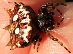 (Asian Spinybacked Orbweaver) female face