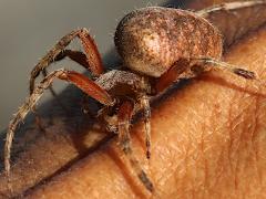 (Spotted Orbweaver) lateral