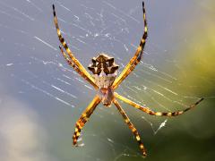 (Silver Garden Orbweaver) dorsal