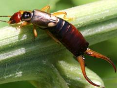 (European Earwig) dorsal