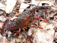 (Red Swamp Crayfish) male