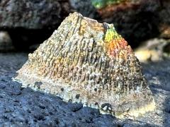 (Tetraclita Volcano Barnacle) lateral