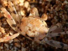 (Pallid Ghost Crab) burrow