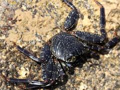 (Thin-shelled Rock Crab) back