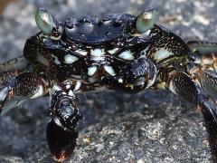 (Thin-shelled Rock Crab) frontal