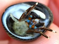 (Left-handed Hermit Crab) underside