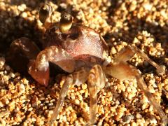 (Pallid Ghost Crab) profile