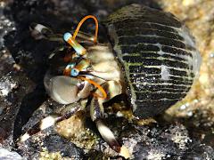 (Seurat's Hermit Crab) walking