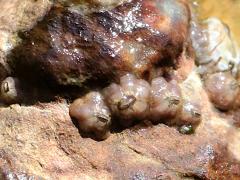 (Little Brown Barnacle encrusting Dark Unicorn)