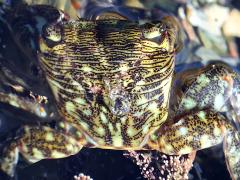 (Striped Shore Crab) back