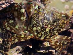 (Striped Shore Crab) dorsal