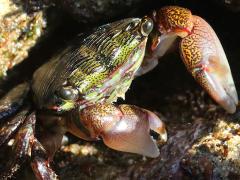 (Striped Shore Crab) face